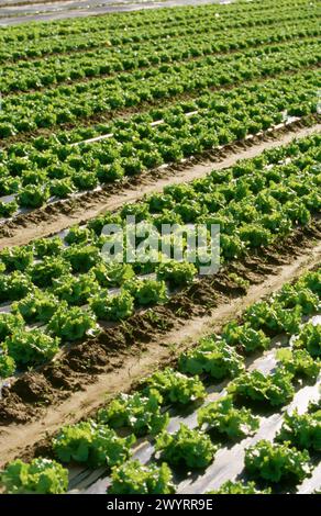 Campo lettuces. Haro. La Rioja. Spagna. Foto Stock