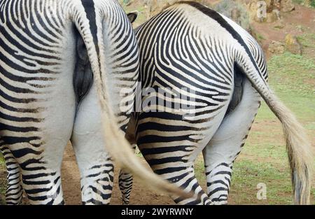 Zebre. Parque de la Naturaleza de Cabarceno. Sierra de Villacimera. Cantabria. Spagna. Foto Stock