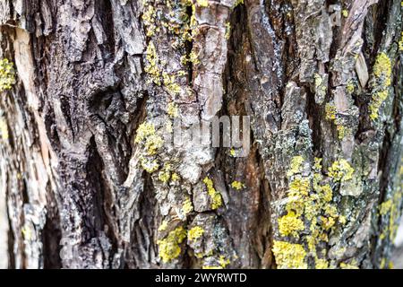 consistenza della corteccia di un vecchio albero di betulla con muschio Foto Stock