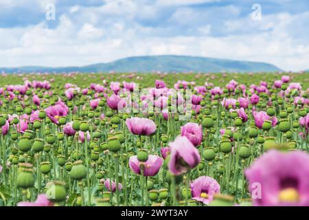 Campo di papavero di oppio rosa, chiamato anche papaveri di semi di pane, in un nuvoloso pomeriggio primaverile Foto Stock