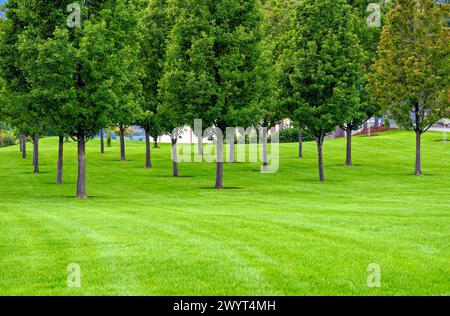 Campo di alberi piantati su prato verde nel parco Foto Stock