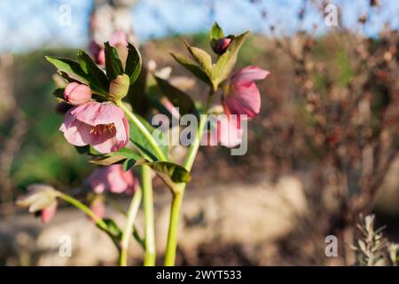 Fioritura rosa dell'alveo nel giardino primaverile. Primo piano della pianta in fiore sul letto dei fiori. Primavera Foto Stock