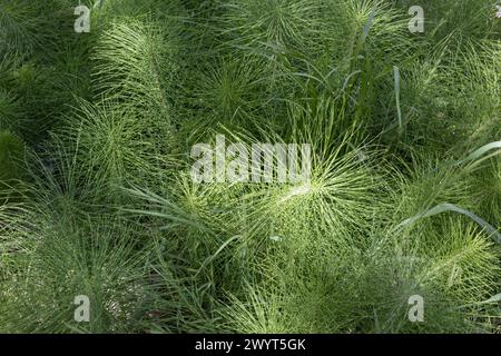 Consistenza di erbe di Horsetail Field Foto Stock