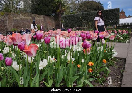 Visitatori nel Giardino olandese di Holland Park, nel centro di Londra. Altri avvisi meteorologici per vento e pioggia sono stati emessi in tutto il paese a seguito dei disagi causati dalla tempesta Kathleen. Il Met Office ha emesso quattro avvertimenti separati riguardanti l'Inghilterra meridionale, il Galles occidentale e la Scozia continentale dal lunedì al martedì sera. Data foto: Lunedì 8 aprile 2024. Foto Stock