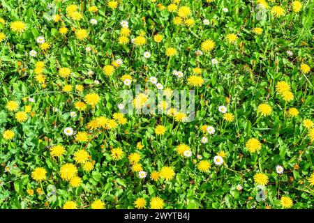 Leoni e margherite in fiore prima di andare a seminare - Francia centrale. Foto Stock