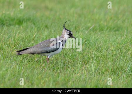 Uccello lappante (Vanellus vanellus) in primavera, nell'habitat prato umido, Isola di Sheppey, Kent, Inghilterra, Regno Unito Foto Stock