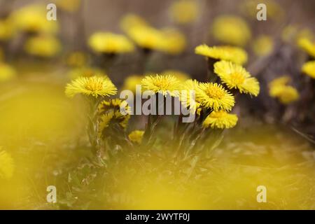 Fiore di coltfoot nella foresta primaverile, fuoco selettivo a madre e steppna primi fiori. Fioritura Tussilago farfarfarfarfarfarfara ad aprile Foto Stock