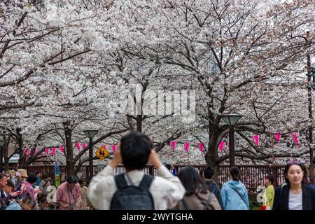 TOKYO, GIAPPONE - 06 APRILE 2024: Folle di persone che celebrano l'Hanami (fioritura dei ciliegi) lungo il fiume Meguro a Tokyo. Foto Stock