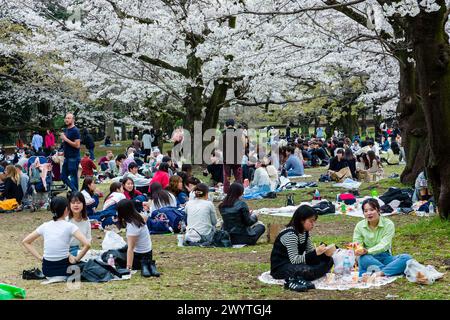 TOKYO, GIAPPONE - 06 APRILE 2024: Grandi folle di persone che celebrano l'Hanami (fiore dei ciliegi) nel Parco Yoyogi, Tokyo. Foto Stock