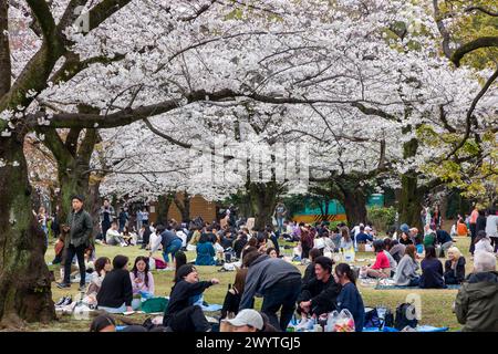 TOKYO, GIAPPONE - 06 APRILE 2024: Grandi folle di persone che celebrano l'Hanami (fiore dei ciliegi) nel Parco Yoyogi, Tokyo. Foto Stock