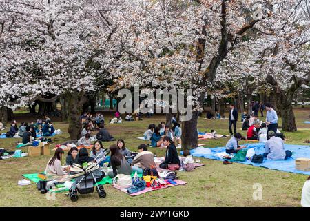 TOKYO, GIAPPONE - 06 APRILE 2024: Grandi folle di persone che celebrano l'Hanami (fiore dei ciliegi) nel Parco Yoyogi, Tokyo. Foto Stock
