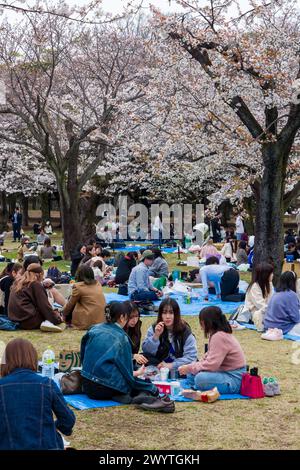 TOKYO, GIAPPONE - 06 APRILE 2024: Grandi folle di persone che celebrano l'Hanami (fiore dei ciliegi) nel Parco Yoyogi, Tokyo. Foto Stock