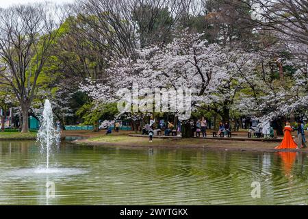 TOKYO, GIAPPONE - 06 APRILE 2024: Grandi folle di persone che celebrano l'Hanami (fiore dei ciliegi) nel Parco Yoyogi, Tokyo. Foto Stock