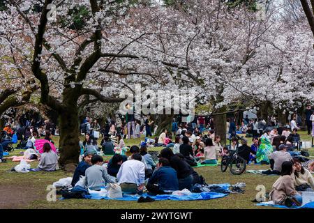TOKYO, GIAPPONE - 06 APRILE 2024: Grandi folle di persone che celebrano l'Hanami (fiore dei ciliegi) nel Parco Yoyogi, Tokyo. Foto Stock