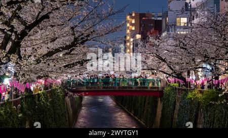 TOKYO, GIAPPONE - 06 APRILE 2024: Folle di persone che celebrano l'Hanami (fioritura dei ciliegi) lungo il fiume Meguro a Tokyo. Foto Stock