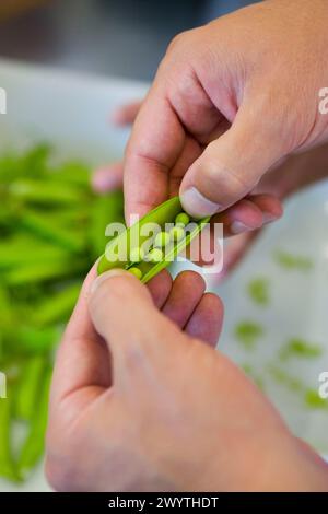 Piselli. Scuola di cucina Luis Irizar. Donostia, Gipuzkoa, Paesi Baschi, Spagna. Foto Stock