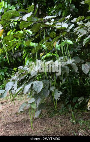 Catalpa meridionale, Cigartree, fagioli indiani o fagioli indiani, Catalpa bignonioides, Bignoniaceae. Costa Rica, America centrale. Foto Stock