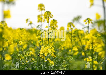 Wespe an Rapsblüte inmitten eines Rapsfeldes 07.04.24, Limburgo: Symbolfoto, Illustrationsbild, Symbolbild, Illustrationsfoto Wespe an Rapsblüte inmitten eines Rapsfeldes Das Bild fängt den Moment ein, in dem eine Wespe sanft auf einer leuchtend gelben Rapsblüte landet, umgeben von einem endlos erscheinenden Rapsfeld. Die Nahaufnahme offenbart die details reiche Interaktion zwischen Insekt und Pflanze, während im Hintergrund die verschwommenen Konturen weiterer Rapsblüten eine malerische Kulisse bilden. Dieses Naturschauspiel veranschaulicht die essentielle Rolle von Bestäubern in der Landwirtsch Foto Stock