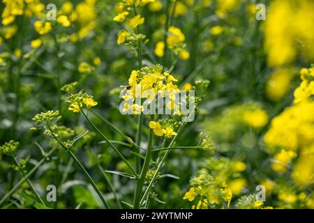 Wespe an Rapsblüte inmitten eines Rapsfeldes 07.04.24, Limburgo: Symbolfoto, Illustrationsbild, Symbolbild, Illustrationsfoto Wespe an Rapsblüte inmitten eines Rapsfeldes Das Bild fängt den Moment ein, in dem eine Wespe sanft auf einer leuchtend gelben Rapsblüte landet, umgeben von einem endlos erscheinenden Rapsfeld. Die Nahaufnahme offenbart die details reiche Interaktion zwischen Insekt und Pflanze, während im Hintergrund die verschwommenen Konturen weiterer Rapsblüten eine malerische Kulisse bilden. Dieses Naturschauspiel veranschaulicht die essentielle Rolle von Bestäubern in der Landwirtsch Foto Stock