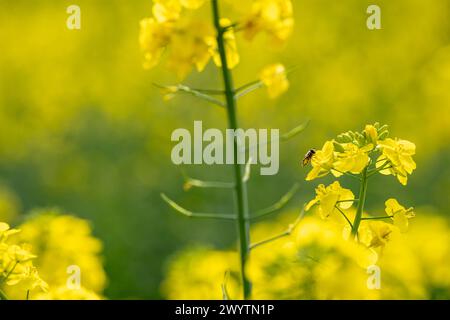 Wespe an Rapsblüte inmitten eines Rapsfeldes 07.04.24, Limburgo: Symbolfoto, Illustrationsbild, Symbolbild, Illustrationsfoto Wespe an Rapsblüte inmitten eines Rapsfeldes Das Bild fängt den Moment ein, in dem eine Wespe sanft auf einer leuchtend gelben Rapsblüte landet, umgeben von einem endlos erscheinenden Rapsfeld. Die Nahaufnahme offenbart die details reiche Interaktion zwischen Insekt und Pflanze, während im Hintergrund die verschwommenen Konturen weiterer Rapsblüten eine malerische Kulisse bilden. Dieses Naturschauspiel veranschaulicht die essentielle Rolle von Bestäubern in der Landwirtsch Foto Stock