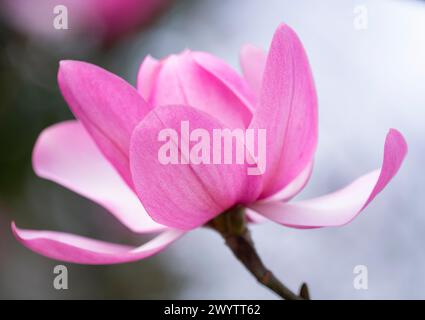 Magnolia Campbellii ai Kew Gardens Foto Stock