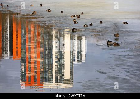 Lago primaverile con anatre domestiche sedute sul bordo del ghiaccio e edifici che riflettono nell'acqua Foto Stock