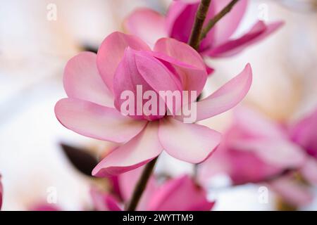 Magnolia campbellii Foto Stock