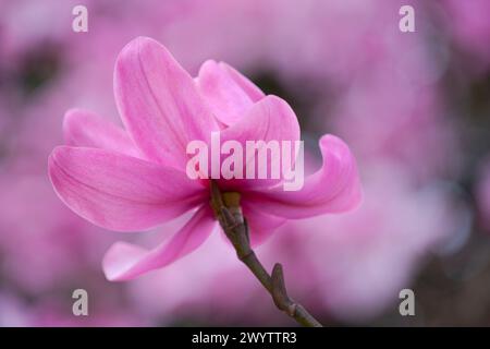 Magnolia Campbellii ai Kew Gardens Foto Stock