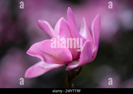 Magnolia Campbellii ai Kew Gardens Foto Stock