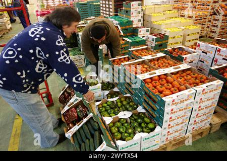 Pomodori, Mercabilbao frutta e verdura del mercato all'ingrosso, Basauri, Bilbao, Bizkaia, Euskadi, Spagna. Foto Stock