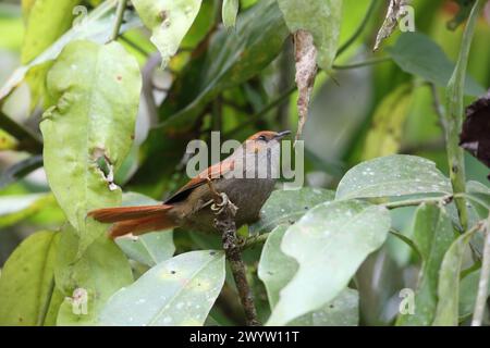 La coda rossa (Cranioleuca erythrops) è una specie di uccello della sottofamiglia Furnariinae della famiglia degli ovenbird Furnariidae. Foto Stock