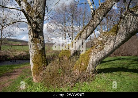 Tre tronchi di un albero di frassino Foto Stock