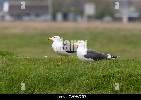 Coppia di gabbiani con dorso nero inferiore (Larus fuscus), Kent, Inghilterra, Regno Unito, che mostrano gambe gialle brillanti durante la stagione riproduttiva Foto Stock