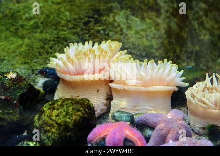 Seastars e anemoni bloccati su una roccia nell'acquario oceanico Foto Stock