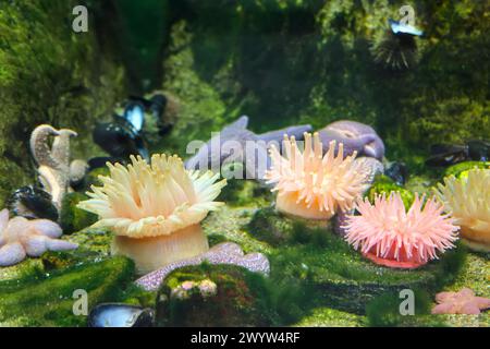 Seastars e anemoni bloccati su una roccia nell'acquario oceanico Foto Stock