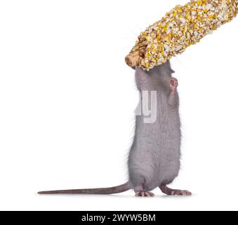 Carino giovane ratto blu, in piedi sulle zampe posteriori a mangiare caramelle. Nessuna faccia, che mostra la pancia. Isolato su sfondo bianco. Foto Stock