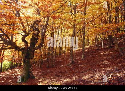 Autunno nel bosco di faggio. Hayedo de Montejo, Sierra del Rincon, Montejo de la Sierra, provincia di Madrid, Spagna. Foto Stock