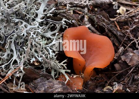 Fungo della buccia d'arancia Aleuria aurantia e Pseudevernia furfuracea lichen comunemente noto come muschio dell'albero, Lichen barbuto o barba dell'uomo vecchio sul pavimento della foresta Foto Stock