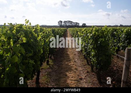 Un campo di viti nel nuovo comune di Lys-Haut-Layon, il villaggio rurale di Tigne, tipico della campagna francese nella regione dei Pays de la Loire, o Foto Stock