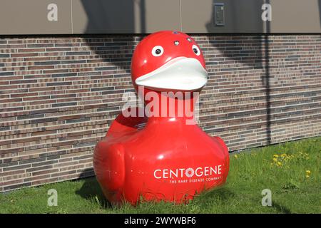 Blick am Sonnabend 06.04.2024 in der Hanse- und Universitätsstadt Rostock auf eine rote ente, das Maskottchen der des an der New Yorker Börse Nasdaq notierten Biotech-Unternehmens Centogene. DAS Unternehmen wurde insbesondere während der Coronapandemie durch Seine Teststellen deutschlandweit bekannt. Nun stellte sich heraus, dass der firma Centogene der Ausschluss aus der New Yorker Börse Nasdaq droht. *** Vista sabato 06 04 2024 nella città anseatica e universitaria di Rostock su un'anatra rossa, la mascotte della società biotecnologica Centogene, che è quotata alla Borsa di New York Nasdaq Foto Stock
