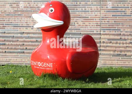 Blick am Sonnabend 06.04.2024 in der Hanse- und Universitätsstadt Rostock auf eine rote ente, das Maskottchen der des an der New Yorker Börse Nasdaq notierten Biotech-Unternehmens Centogene. DAS Unternehmen wurde insbesondere während der Coronapandemie durch Seine Teststellen deutschlandweit bekannt. Nun stellte sich heraus, dass der firma Centogene der Ausschluss aus der New Yorker Börse Nasdaq droht. *** Vista sabato 06 04 2024 nella città anseatica e universitaria di Rostock su un'anatra rossa, la mascotte della società biotecnologica Centogene, che è quotata alla Borsa di New York Nasdaq Foto Stock