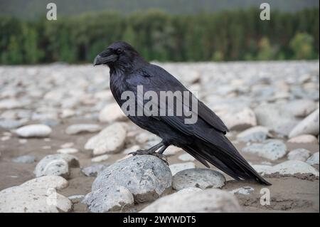 Uccello nero corvo seduto sulla pietra Foto Stock