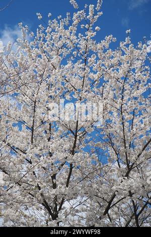 I colori primaverili sono tutti intorno a noi/ Foto Stock