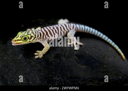 Geco diurno di classifica (Phelsuma standingi) giovanile Foto Stock