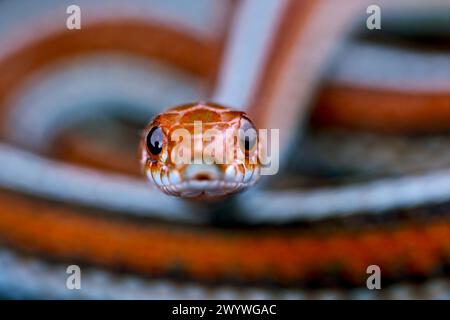 Serpente della giarrettiera di San Fransisco (Thamnophis sirtalis tetrataenia) Foto Stock