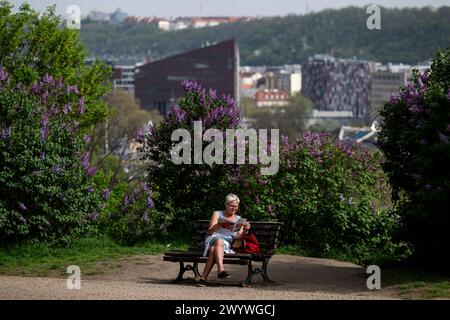 Praga, Repubblica Ceca. 8 aprile 2024. Una donna riposa nel parco Letenske Sady con il caldo sole, Praga, Repubblica Ceca, 8 aprile 2024. Crediti: Ondrej Deml/CTK Photo/Alamy Live News Foto Stock