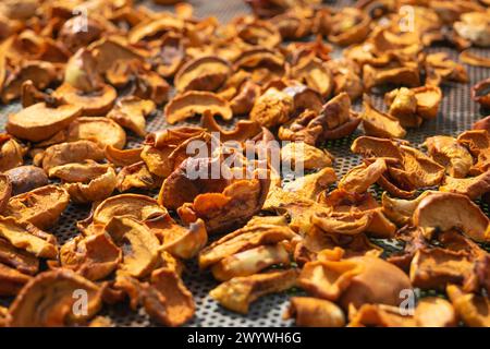 I pezzi di mele vengono essiccati al sole. Frutta secca. Verdura e frutta. Raccolto. Foto Stock