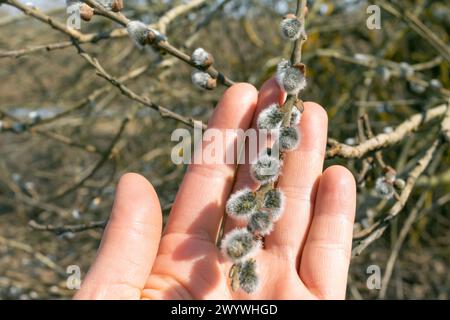 Ramo con boccioli in mano. Paesaggio primaverile. Sfondo primaverile. L'arrivo della primavera. Foto Stock