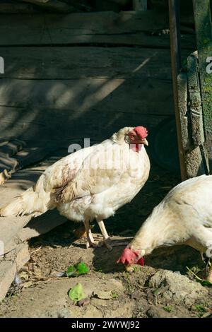 I polli bianchi del villaggio stanno cercando cibo. Uccelli. Foto Stock