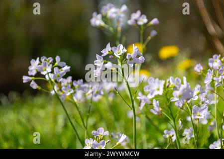 Boccioli di maiale (Cardamine pratensis) Foto Stock